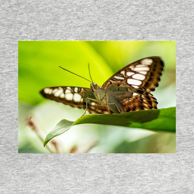 Butterfly on a Leaf by jecphotography